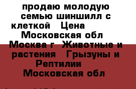 продаю молодую семью шиншилл с клеткой › Цена ­ 4 000 - Московская обл., Москва г. Животные и растения » Грызуны и Рептилии   . Московская обл.